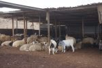 Sheep and goats in al-Baggār, 14.12.2015 (Michal Rotem / NCF)