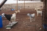 Animal pen in al-Baggār, 14.12.2015 (Michal Rotem / NCF)